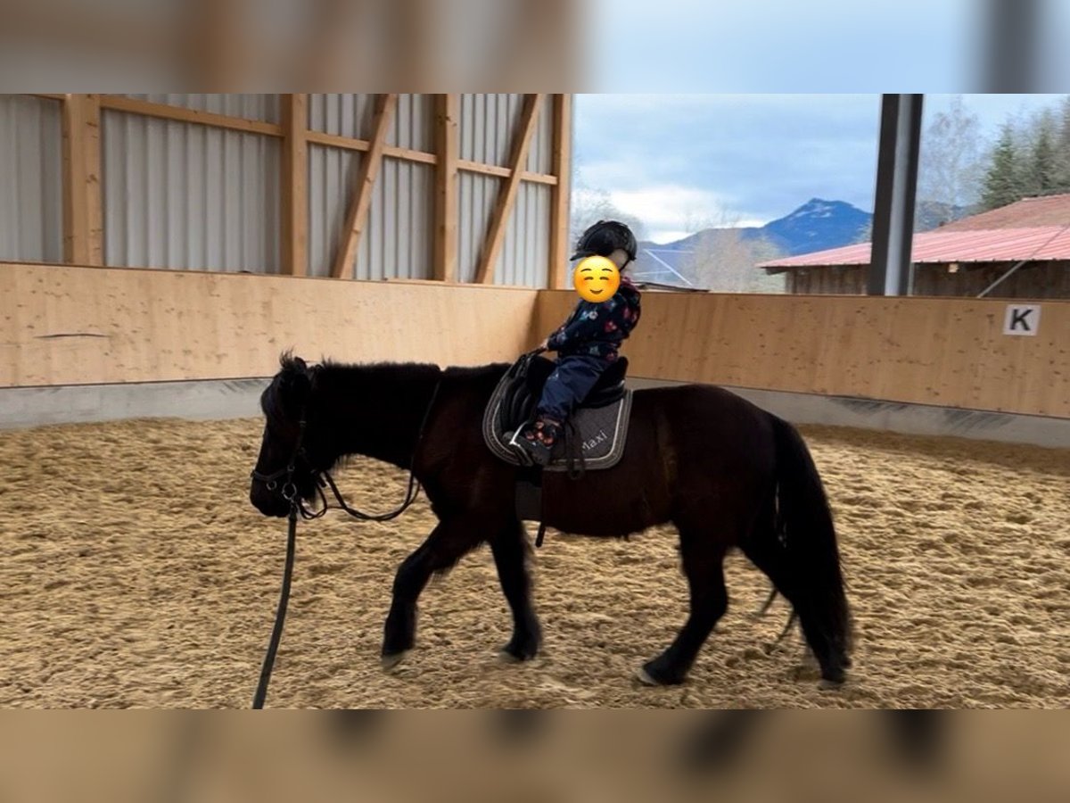 Islandpferd Wallach 15 Jahre 130 cm Rappe in Murnau Islandpferd Wallach 15 Jahre 130 cm Rappe in Murnau