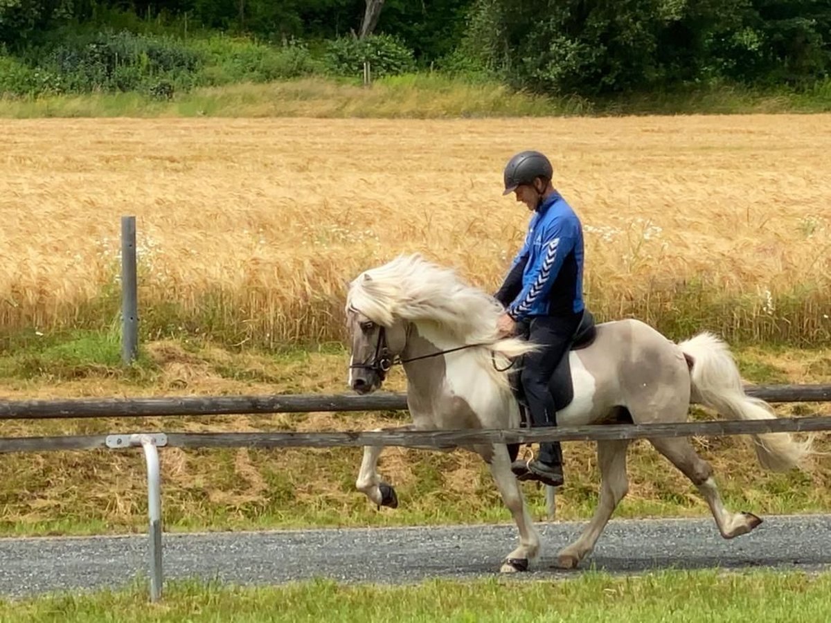 Islandpferd Wallach 15 Jahre 139 cm Schecke in Andorf