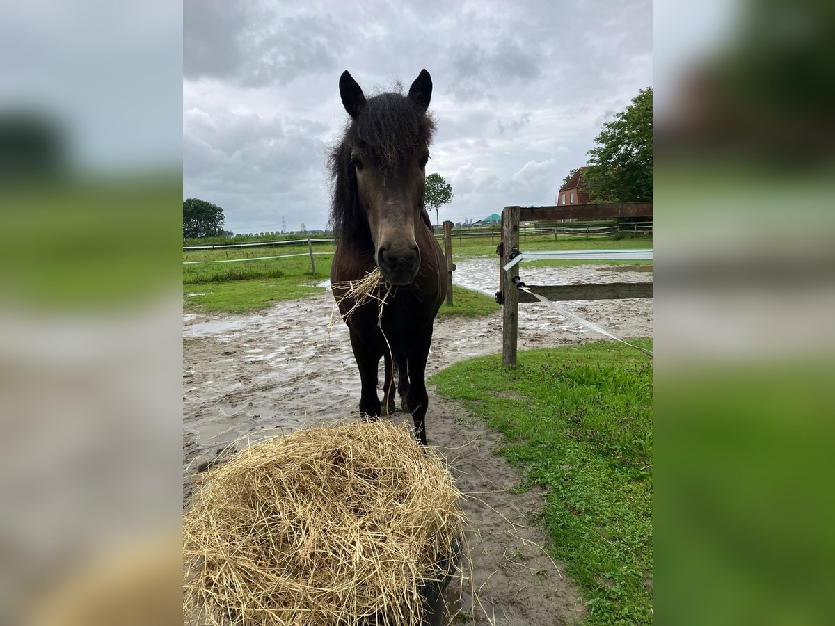 Islandpferd Wallach 15 Jahre 140 cm Buckskin in Arkebek