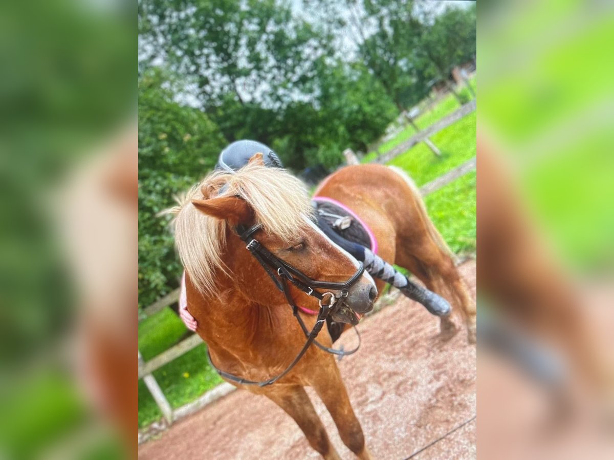 Islandpferd Wallach 15 Jahre 140 cm Fuchs in Gonnesweiler