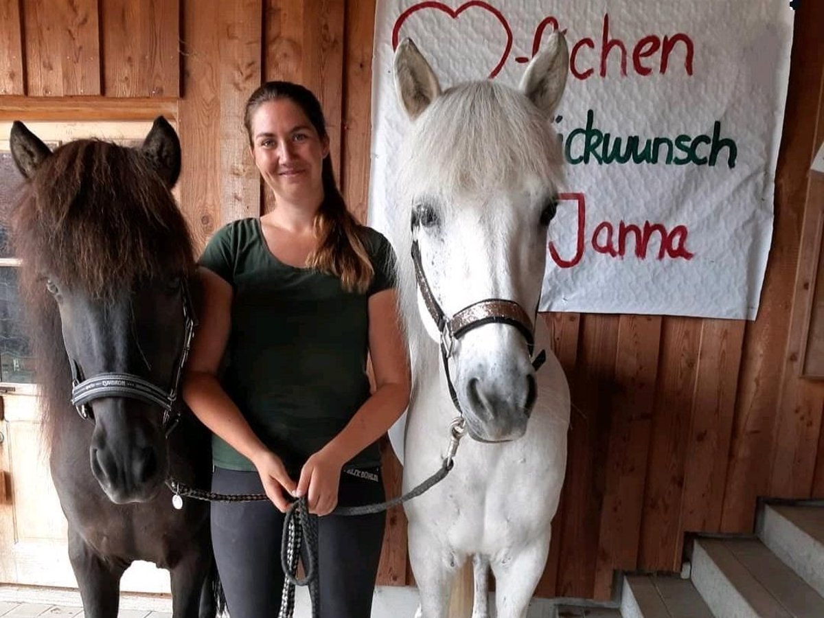 Islandpferd Wallach 15 Jahre 145 cm in Glonn Islandpferd Wallach 15 Jahre 145 cm in Glonn
