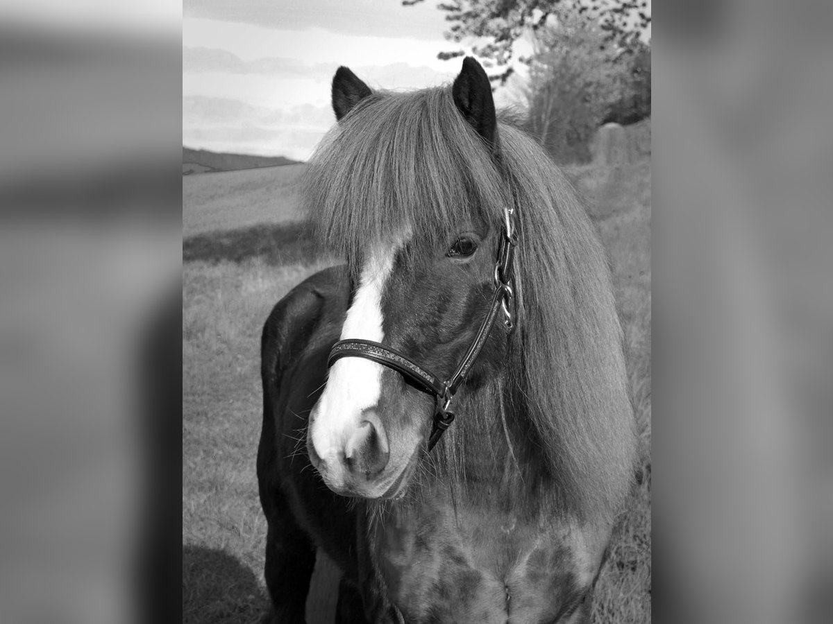 Islandpferd Wallach 15 Jahre Fuchs in Ringgau