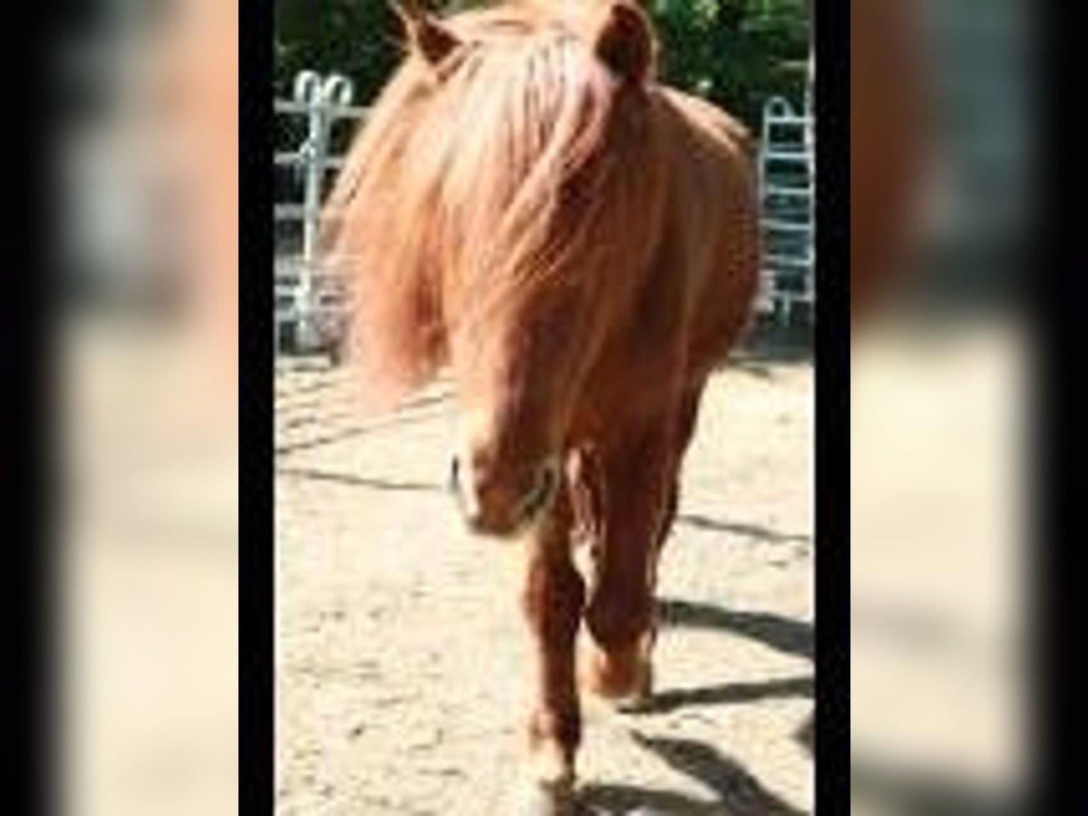 Islandpferd Wallach 16 Jahre 135 cm Fuchs in Kandel