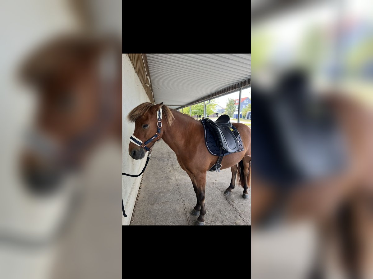 Islandpferd Wallach 16 Jahre 137 cm Brauner in Malching
