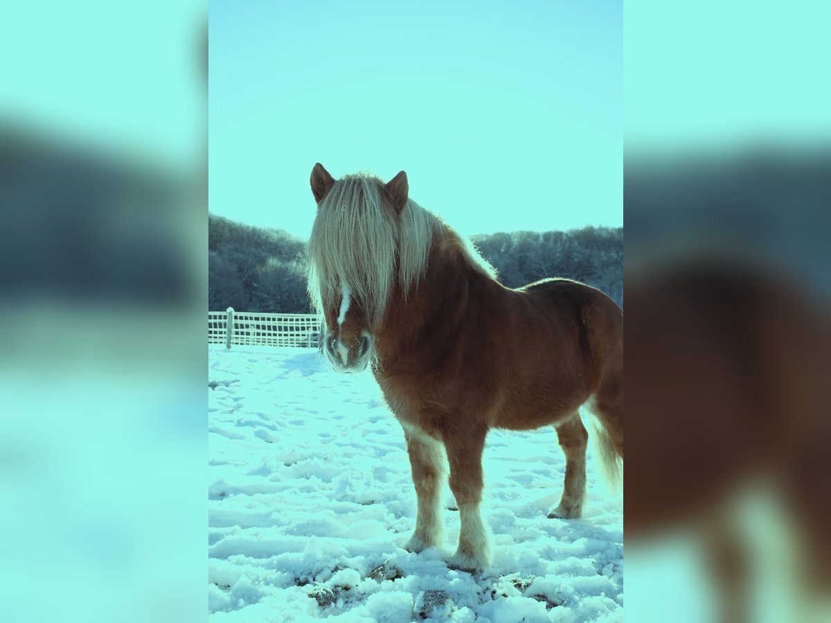 Islandpferd Wallach 16 Jahre 137 cm Fuchs in Wermelskirchen