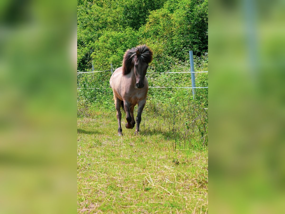 Islandpferd Wallach 16 Jahre 138 cm Falbe in Neuhemsbach