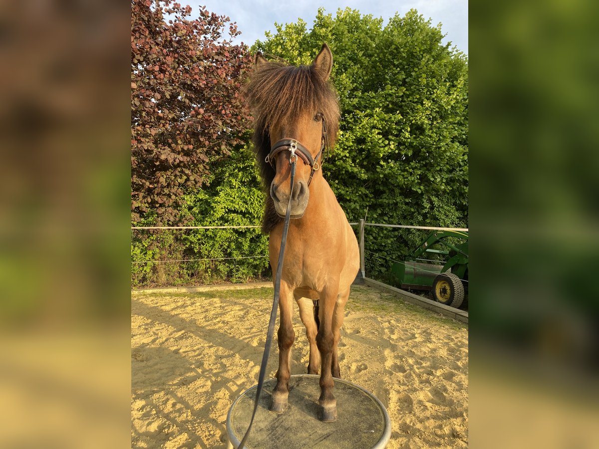 Islandpferd Wallach 16 Jahre 138 cm in Dortmund