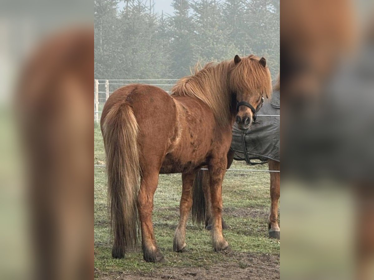 Islandpferd Wallach 16 Jahre 140 cm Fuchs in Herschweiler-Pettersheim