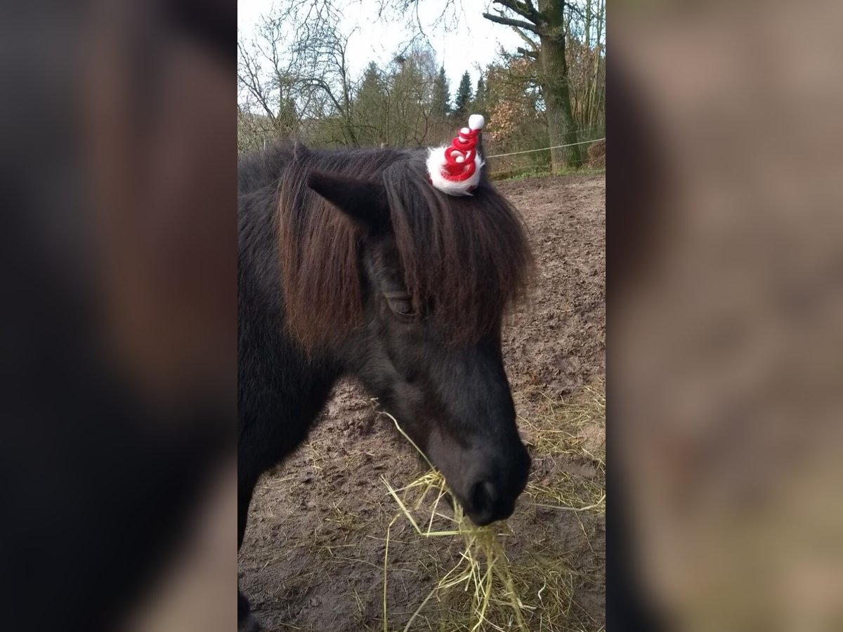 Islandpferd Wallach 16 Jahre 140 cm Rappe in Erbach Odenwald