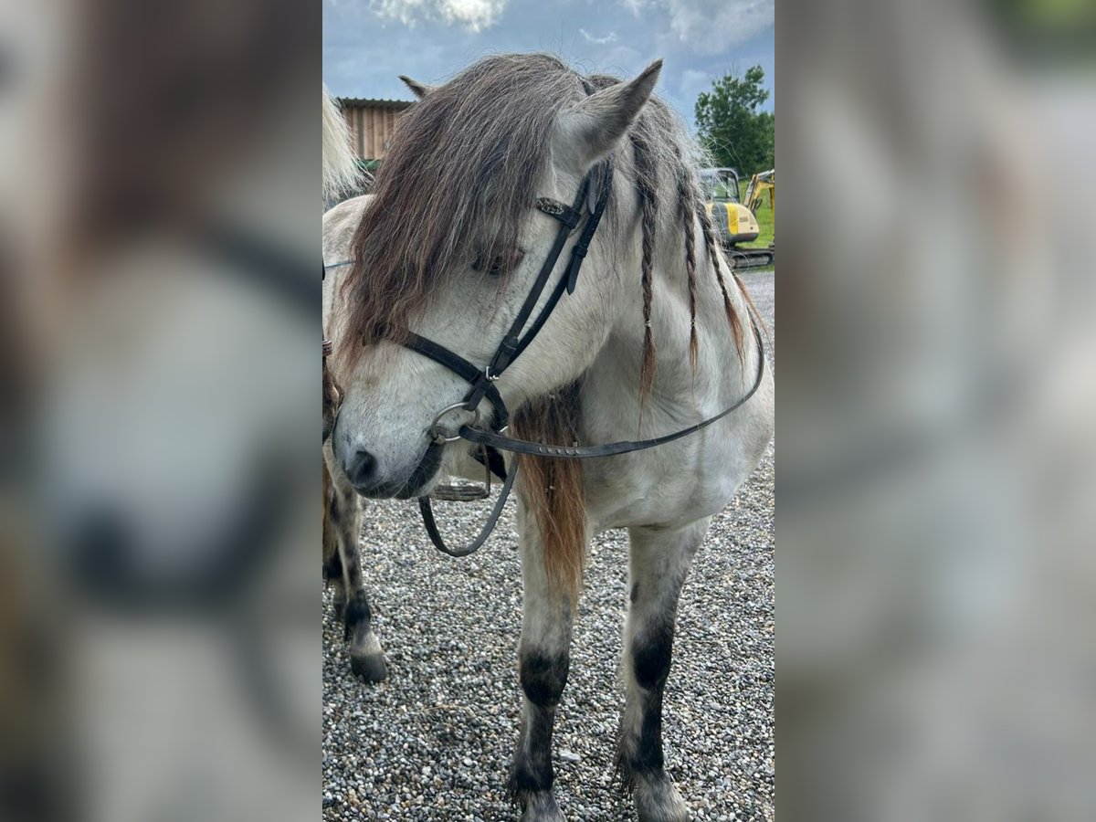 Islandpferd Wallach 16 Jahre 140 cm Rappschimmel in Baindt