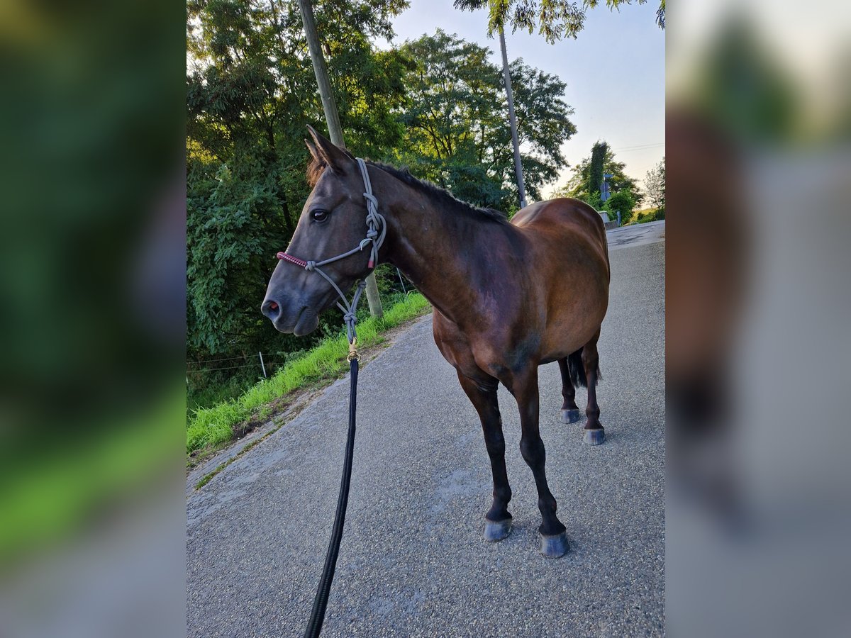 Islandpferd Mix Wallach 17 Jahre 137 cm in Solingen