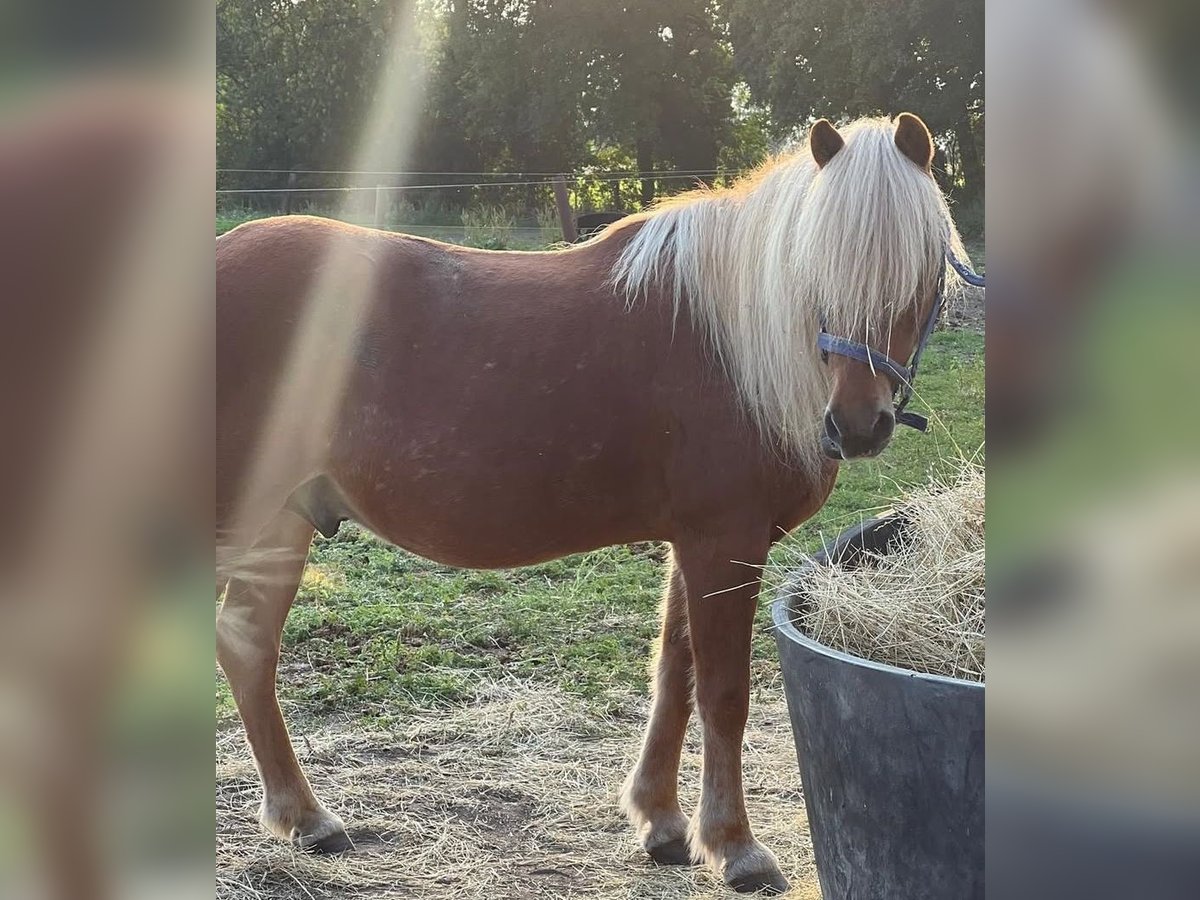 Islandpferd Wallach 17 Jahre 137 cm Fuchs in Libbesdorf
