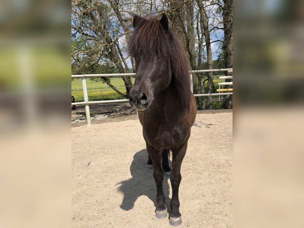 Islandpferd Wallach 17 Jahre 138 cm Rappe in Pottenstein