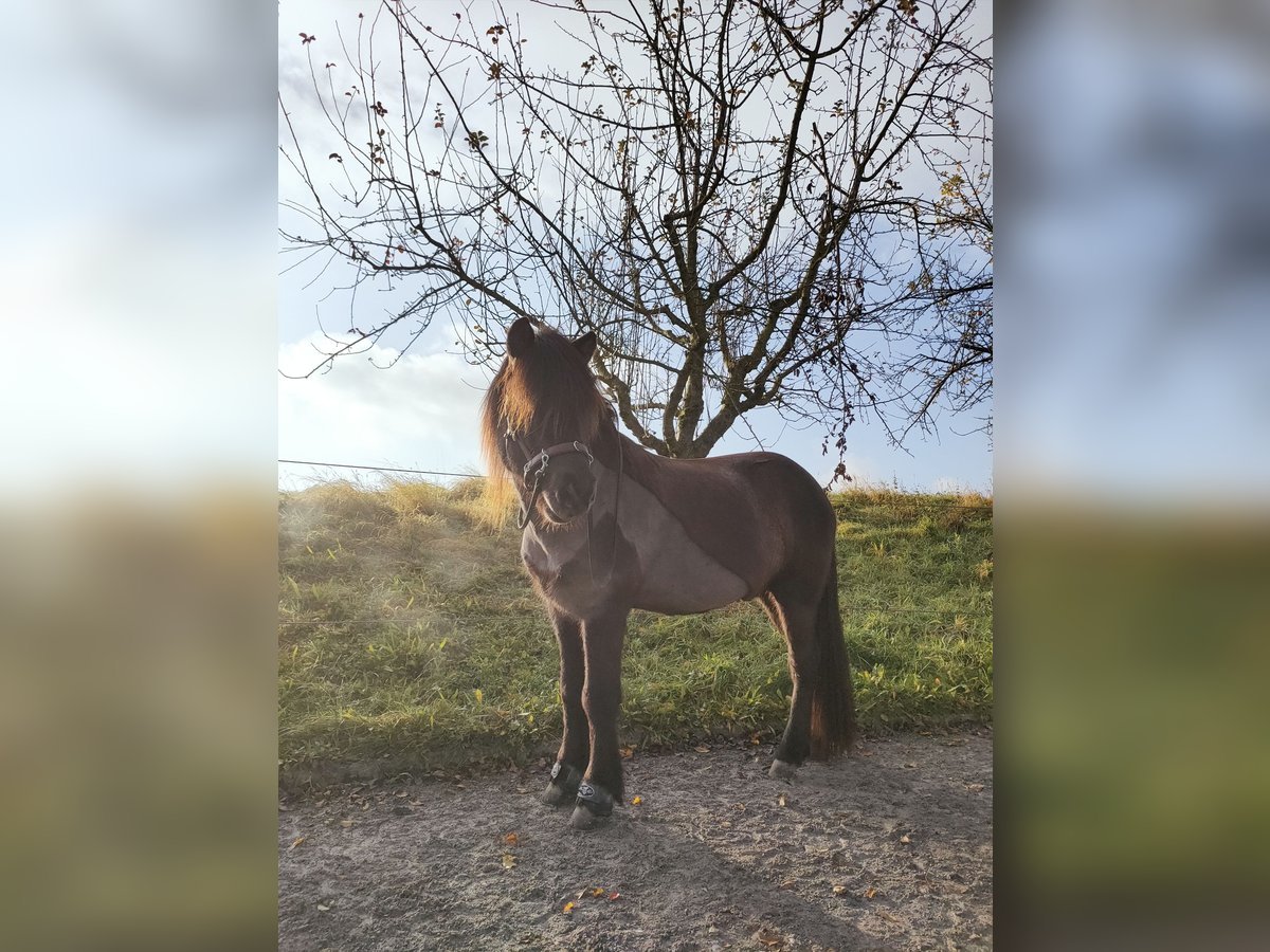 Islandpferd Wallach 17 Jahre 141 cm Rappe in Beilstein