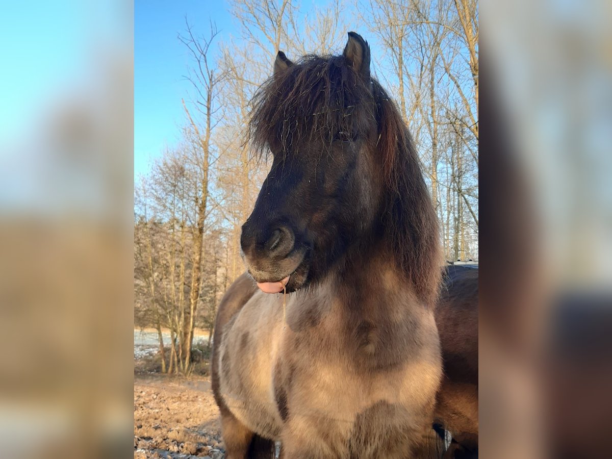 Islandpferd Wallach 17 Jahre Falbe in Bassum