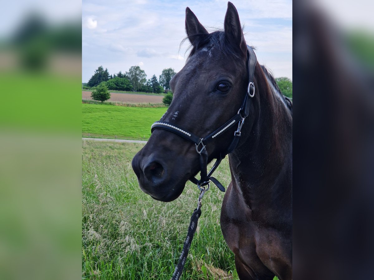 Islandpferd Mix Wallach 18 Jahre 137 cm in Solingen