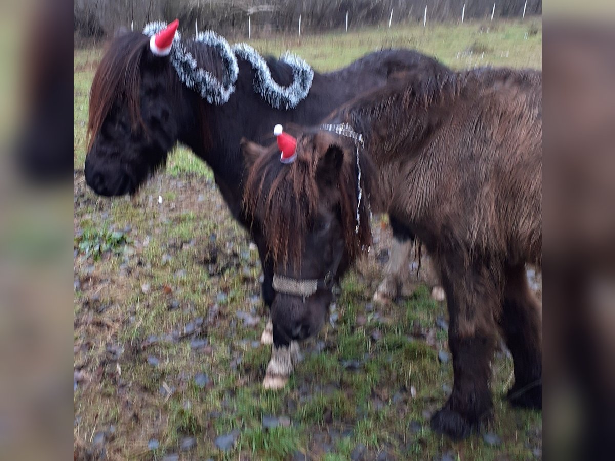 Islandpferd Wallach 18 Jahre 142 cm Rappe in Oyten