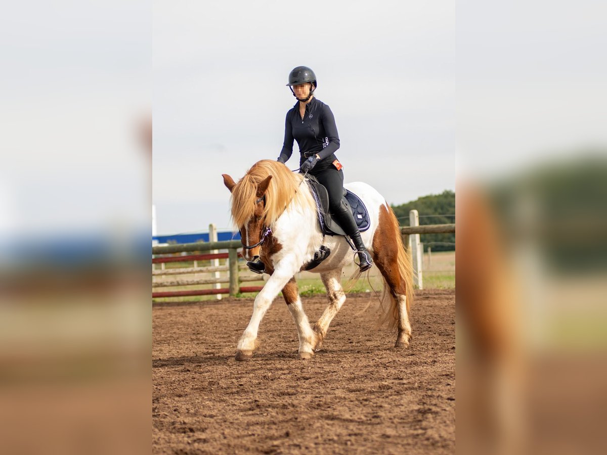 Islandpferd Wallach 18 Jahre 146 cm Schecke in Hilpoltstein