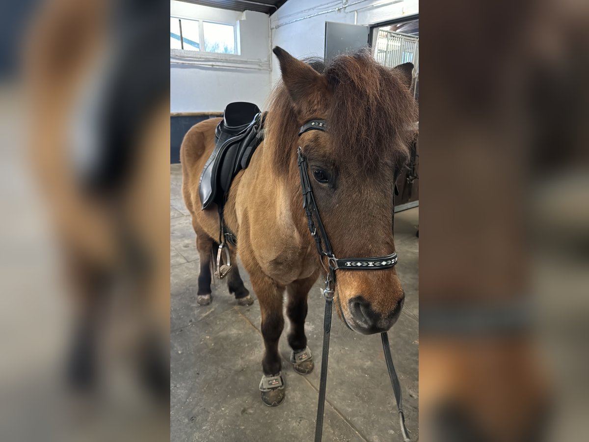 Islandpferd Wallach 18 Jahre 147 cm Falbe in Much