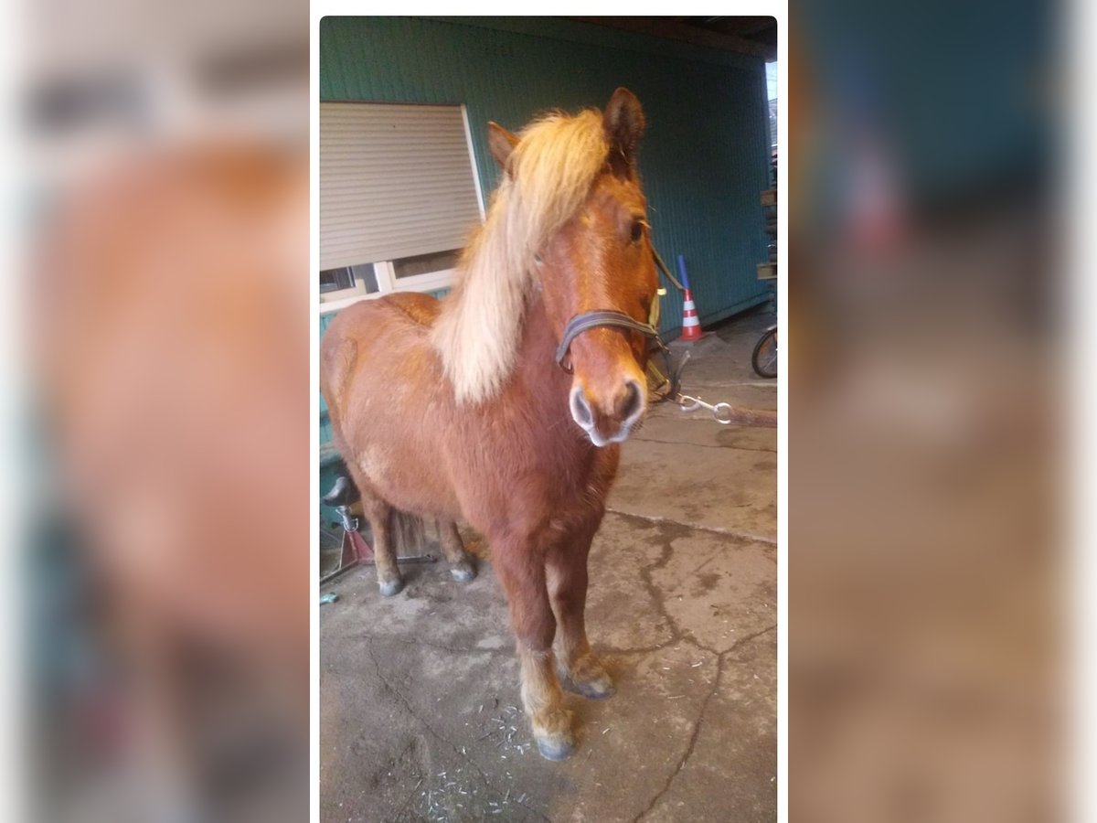 Islandpferd Wallach 19 Jahre 130 cm Fuchs in Ratekau