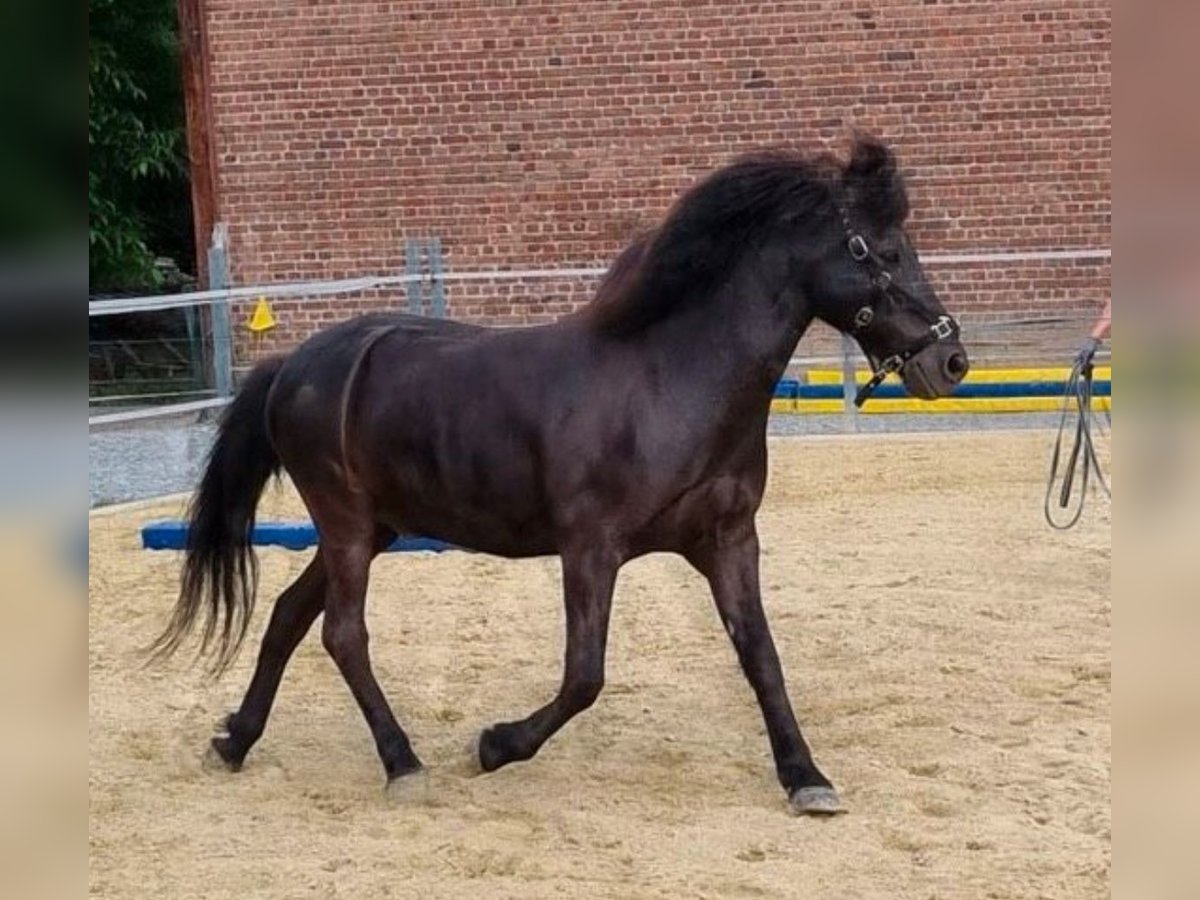Islandpferd Wallach 22 Jahre 142 cm Rappe in Erwitte