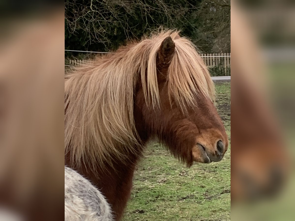Islandpferd Wallach 22 Jahre 145 cm Fuchs in Eldingen