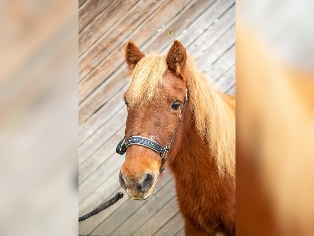 Islandpferd Mix Wallach 25 Jahre 120 cm Fuchs in Pramet