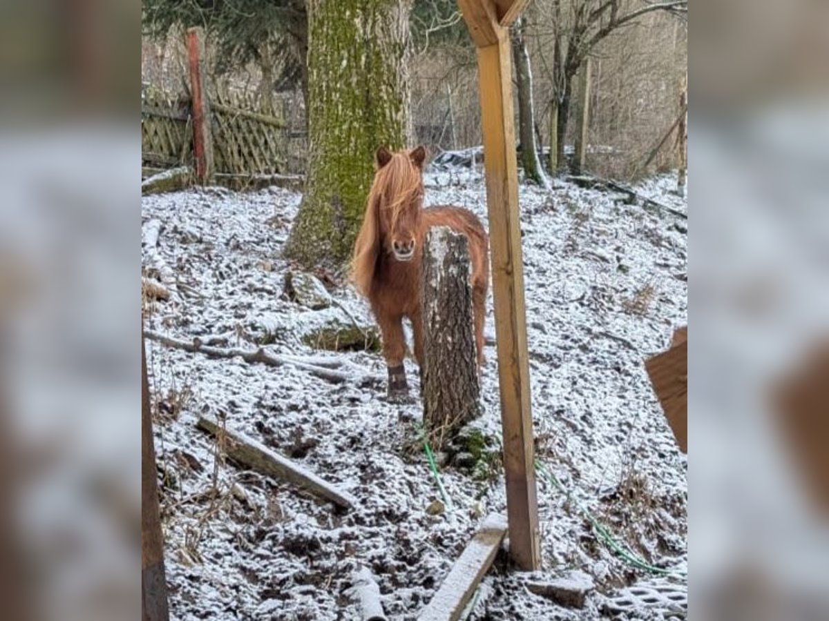 Islandpferd Wallach 25 Jahre 140 cm Fuchs in Wei&#xDF;enohe