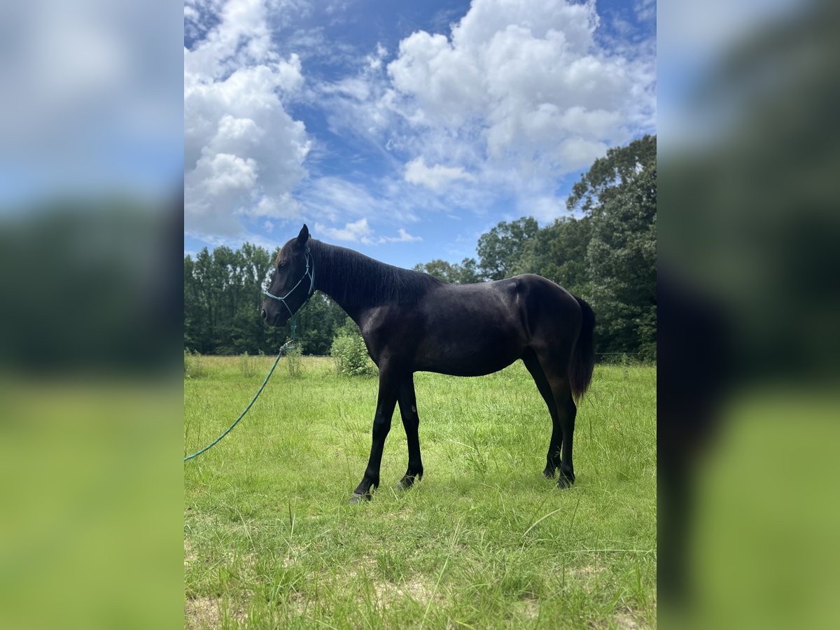 Islandpferd Wallach 2 Jahre 135 cm Dunkelbrauner in Carlisle, Ar