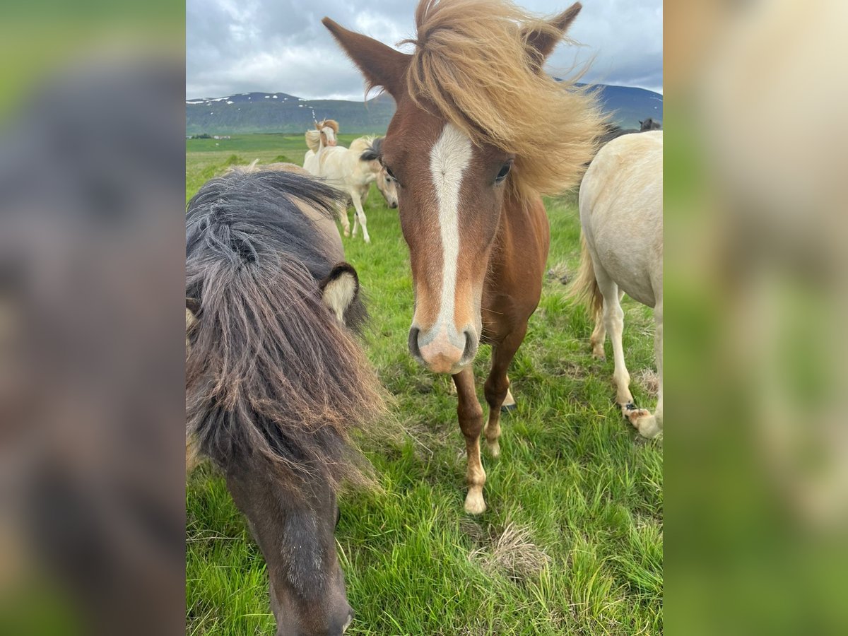 Islandpferd Wallach 2 Jahre 140 cm Dunkelfuchs in Varmahl&#xED;&#xF0;
