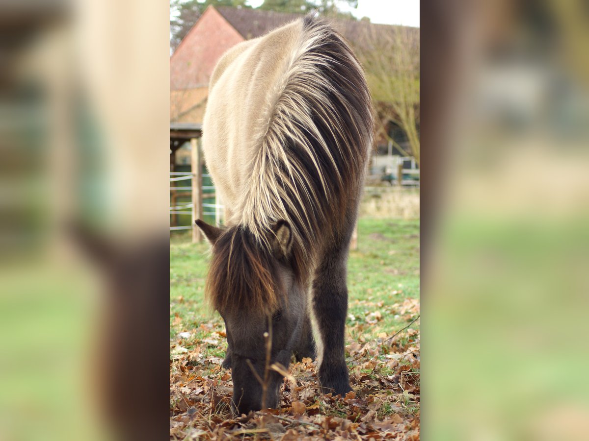 Islandpferd Wallach 2 Jahre 140 cm Falbe in Hanstedt I