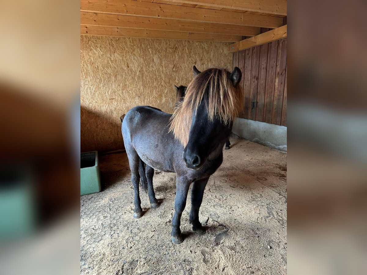 Islandpferd Wallach 2 Jahre 140 cm Rappe in Fronreute