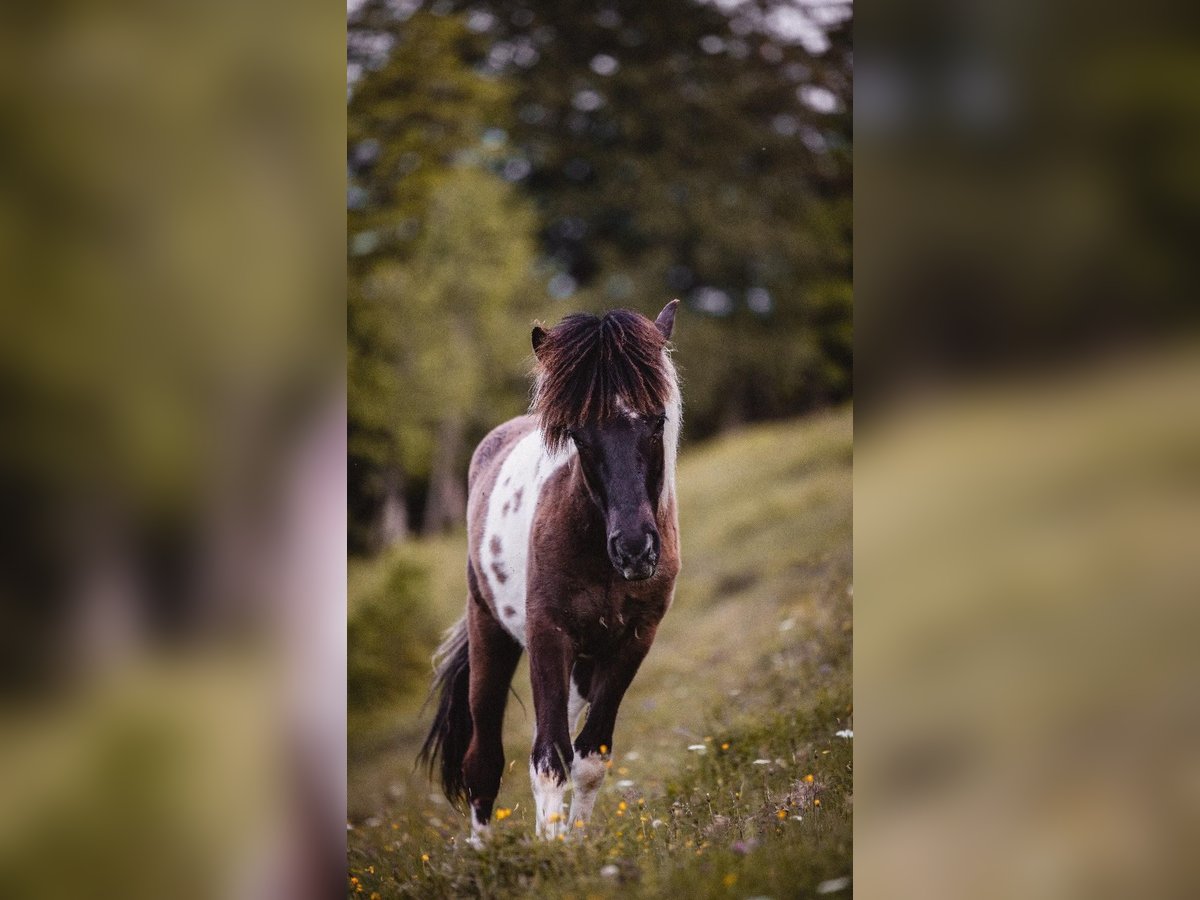 Islandpferd Wallach 2 Jahre 140 cm Schecke in Friedberg