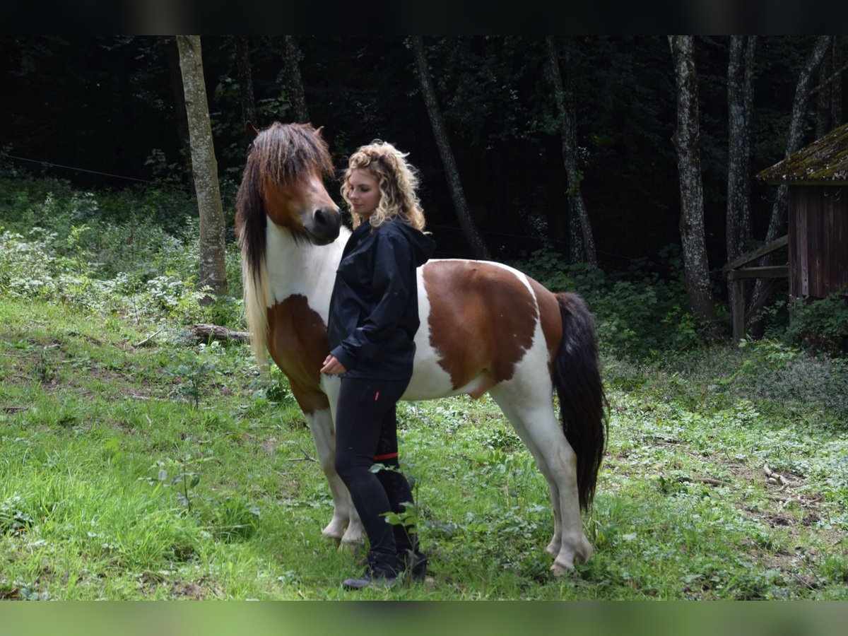 Islandpferd Wallach 3 Jahre 137 cm Schecke in W&#xF6;llersdorf