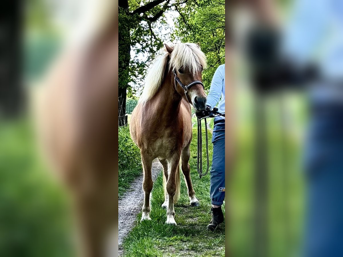 Islandpferd Wallach 3 Jahre 138 cm Fuchs in Nienwohld
