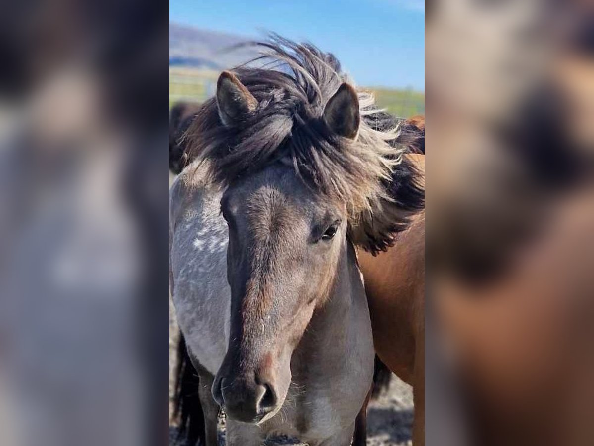 Islandpferd Wallach 3 Jahre 140 cm Falbe in Hvolsvelli