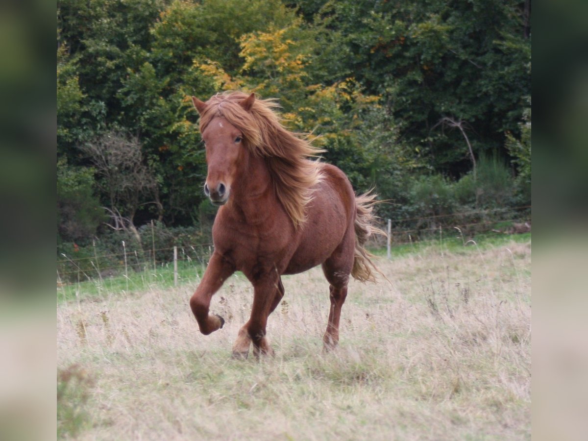 Islandpferd Wallach 3 Jahre 140 cm Fuchs in Müsch