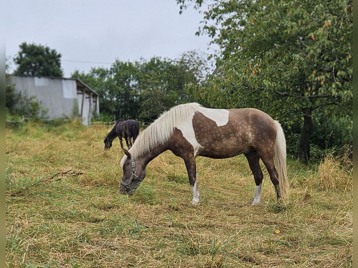 Islandpferd Wallach 3 Jahre 140 cm in Trier