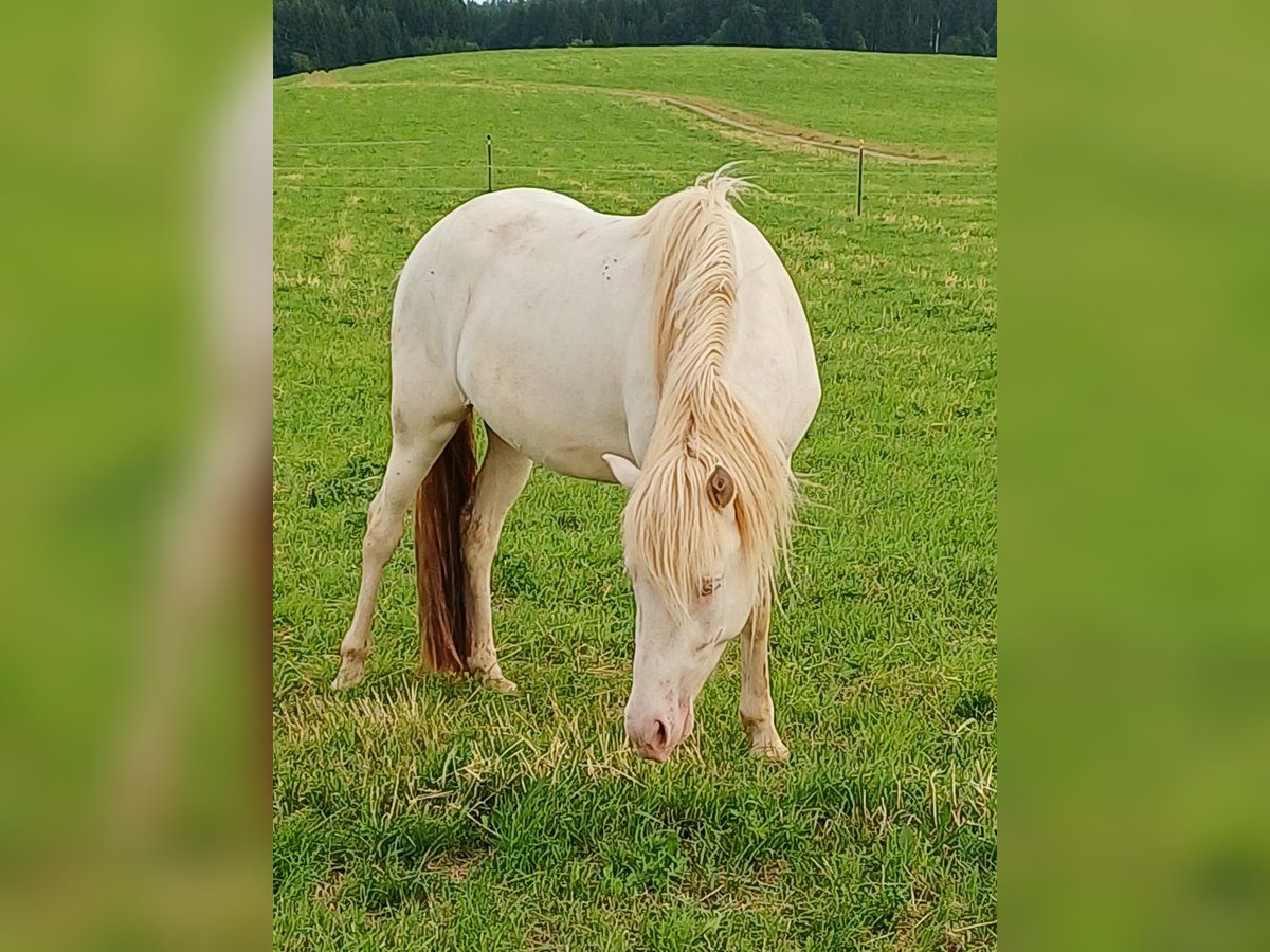 Islandpferd Mix Wallach 3 Jahre 142 cm Cremello in Waakirchen