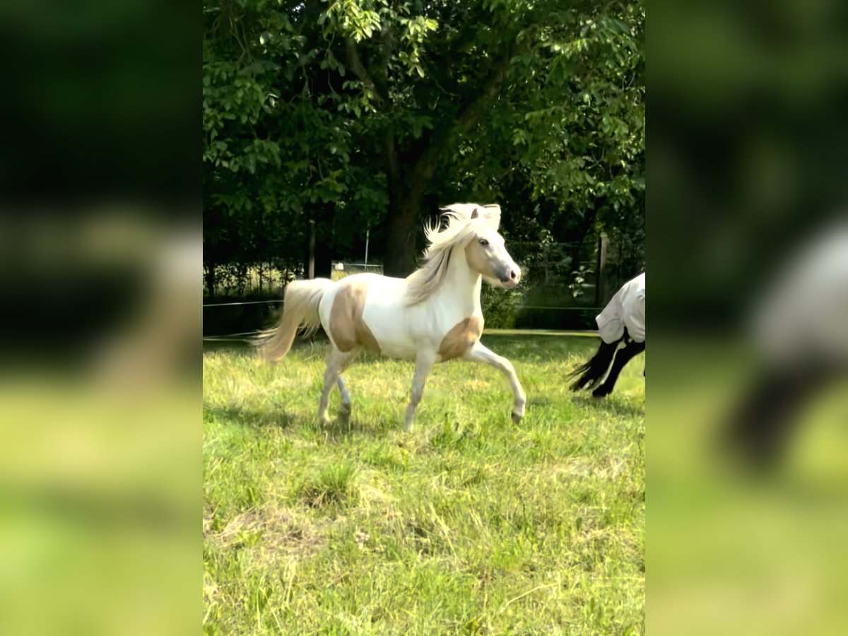 Islandpferd Wallach 3 Jahre 142 cm Schecke in Hohenberg-Krusemark