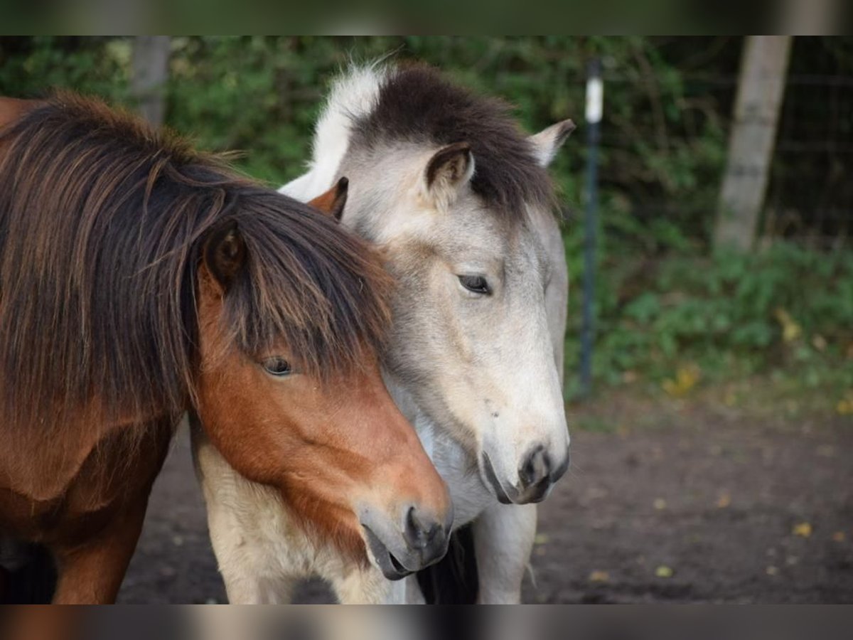 Islandpferd Wallach 3 Jahre 144 cm Brauner in Blunk