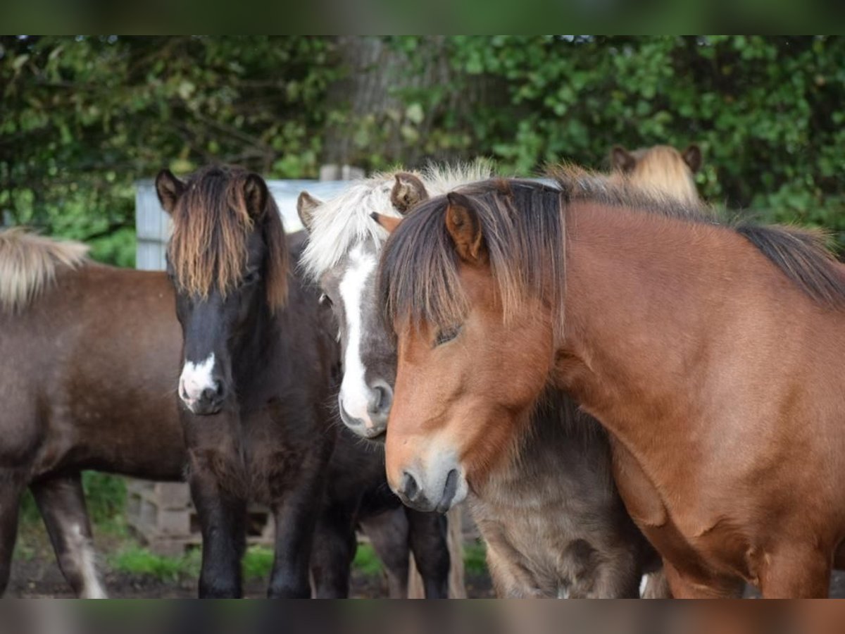 Islandpferd Wallach 3 Jahre 144 cm Brauner in Blunk