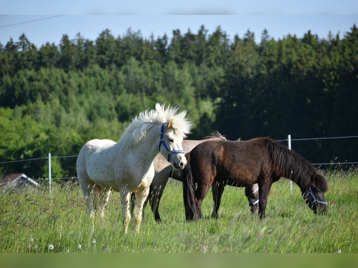 Islandpferd Wallach 3 Jahre 145 cm Palomino in Tann
