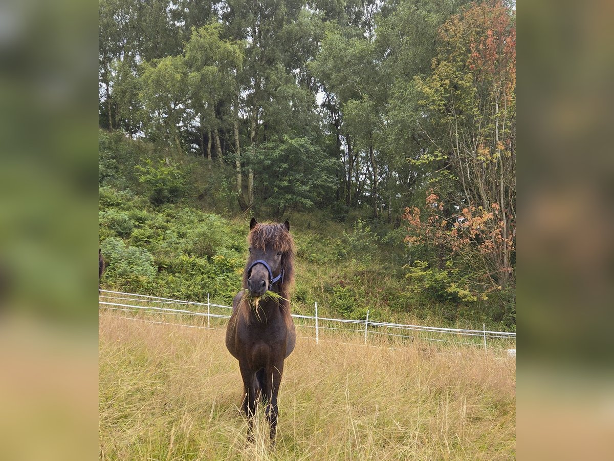 Islandpferd Wallach 4 Jahre 132 cm Schwarzbrauner in Kaufungen