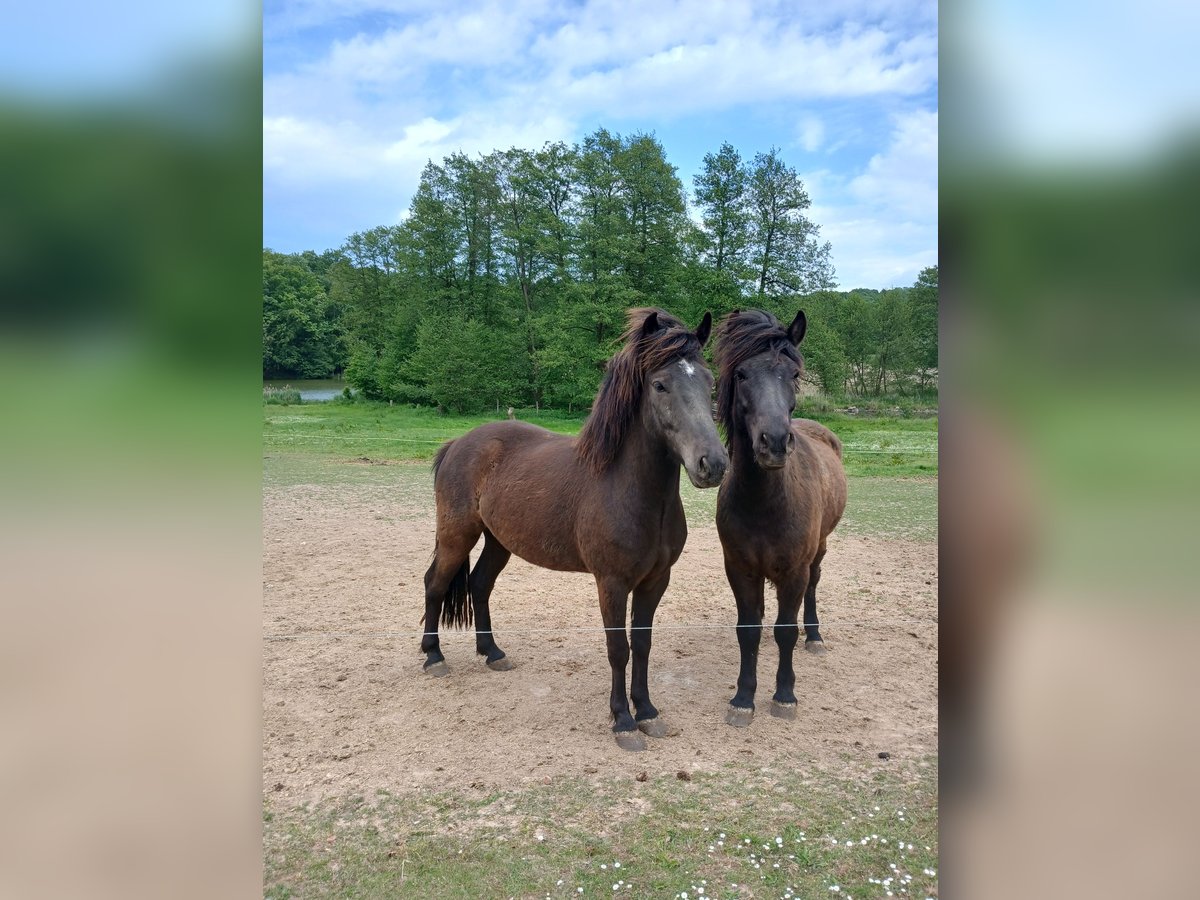 Islandpferd Wallach 4 Jahre 134 cm Schwarzbrauner in Krebeck