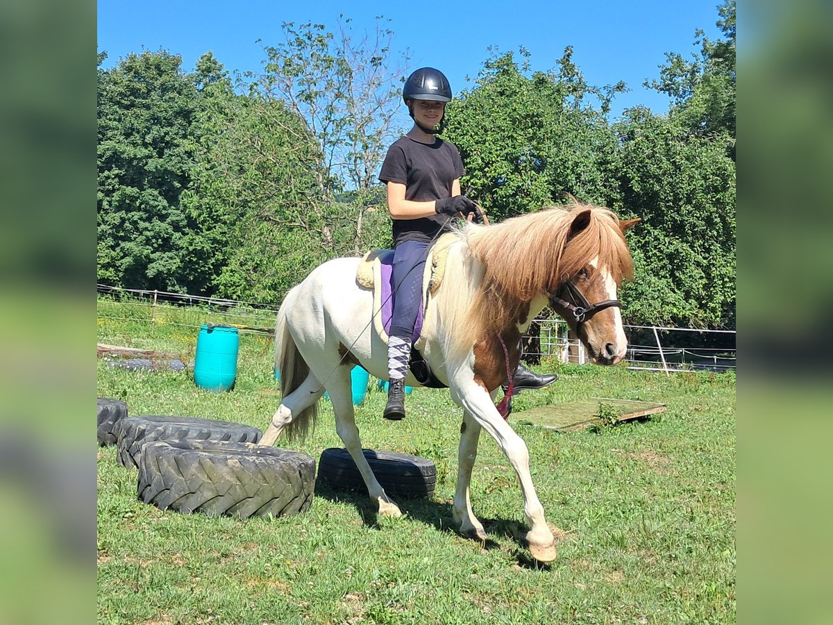 Islandpferd Wallach 4 Jahre 137 cm Schecke in Bayerbach