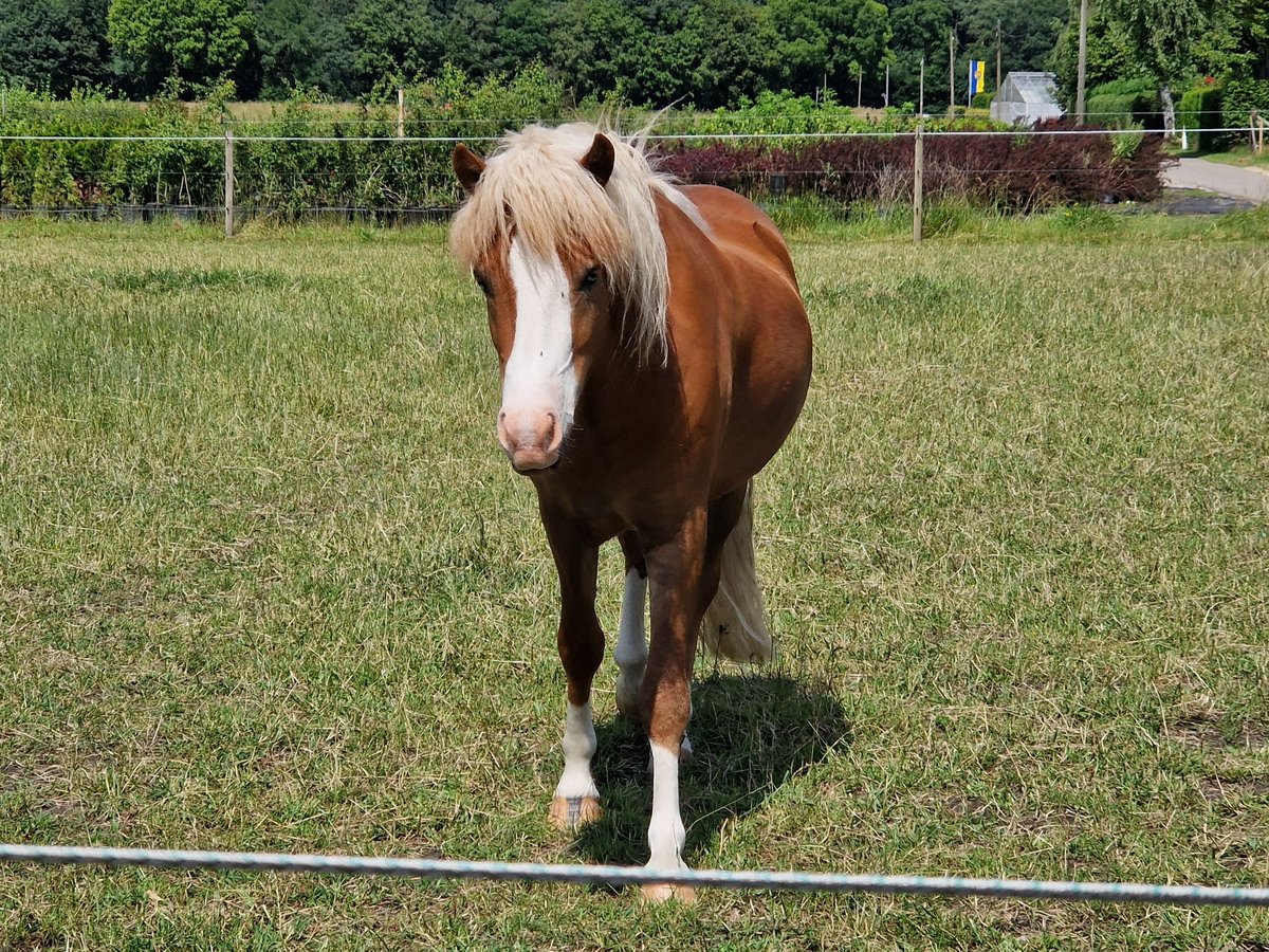 Islandpferd Wallach 4 Jahre 138 cm Fuchs in Geldern