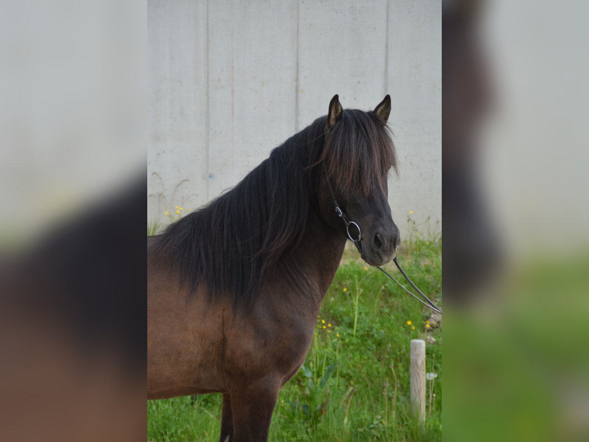 Islandpferd Wallach 4 Jahre 138 cm Rappe in Gotschuchen