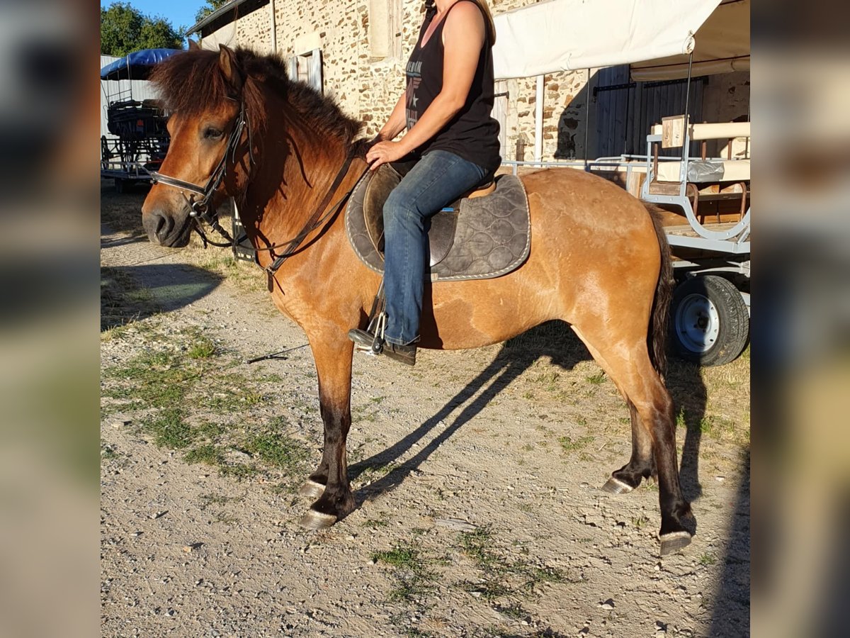 Islandpferd Wallach 4 Jahre 140 cm Brauner in Boussac