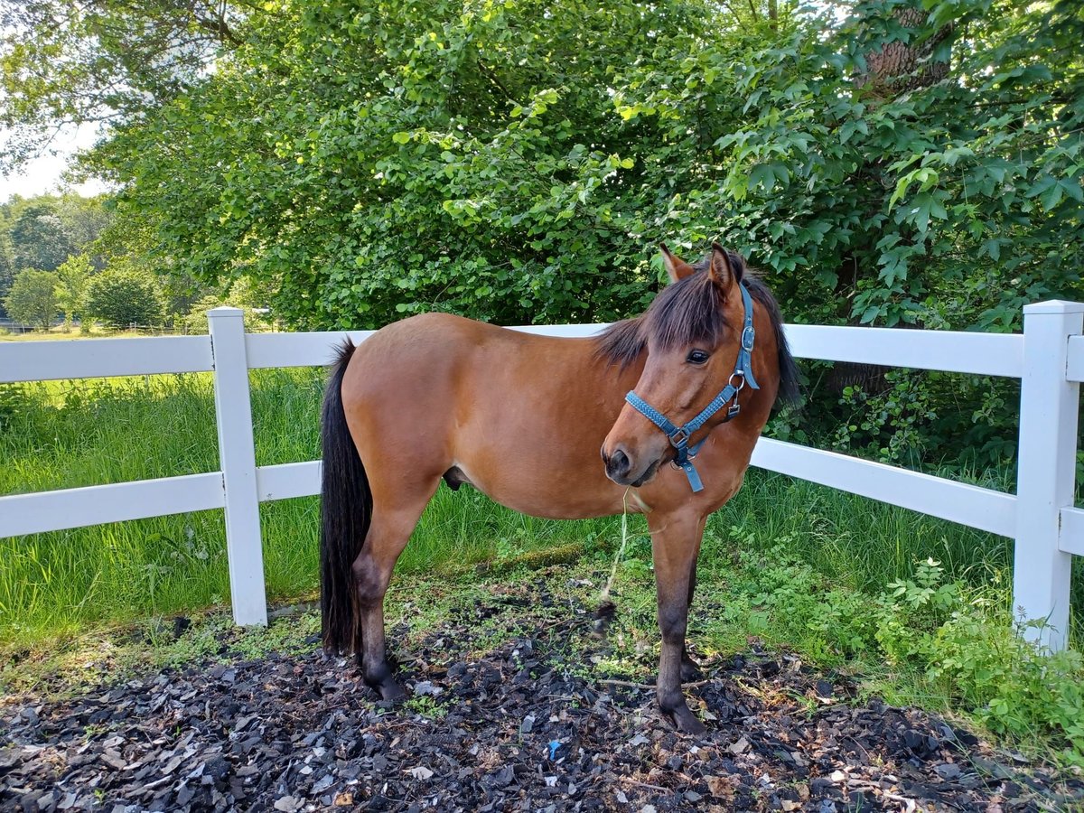 Islandpferd Mix Wallach 4 Jahre 140 cm Brauner in Lawalde